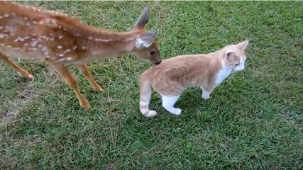 Ce faon ne peut pas se passer d'un petit chat