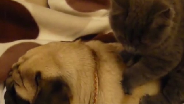 Ce chat esthéticienne fait un vrai massage à un chien