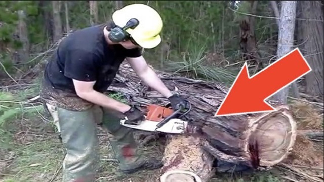 En coupant cet arbre, un bûcheron découvre quelque chose d'incroyable