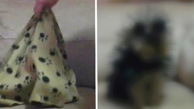 Un petit Yorkie caché sous une couverture est transformé par l'électricité statique