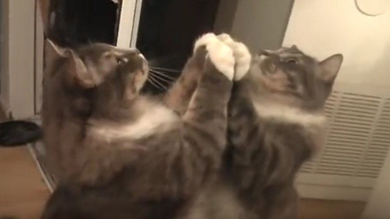 Un chat rencontre son reflet dans le miroir pour la première fois