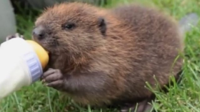 Cet adorable bébé castor ne veut pas perdre une goutte de son biberon