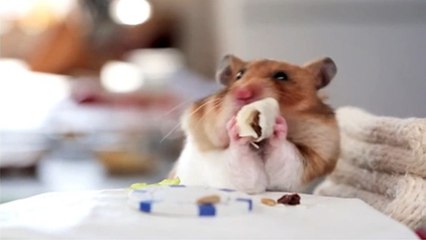 Un chef cuisinier fait déguster des burritos miniatures à... un hamster !