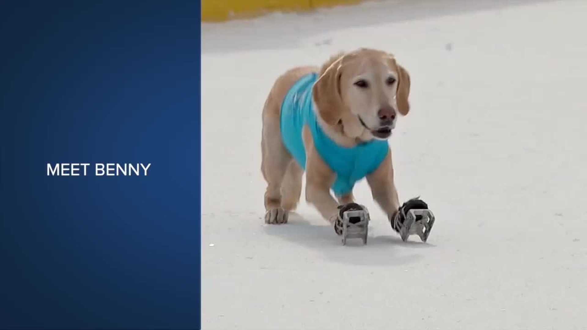 Check This Out: Ice skating dog performs for charity