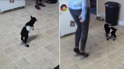 Ce bébé chèvre apprend à sauter avec sa maîtresse