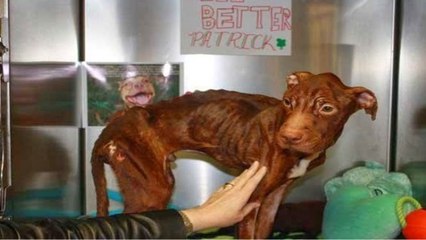 Ce chien allait mourir dans un sac poubelle, mais grâce à un éboueur la suite a changé sa vie