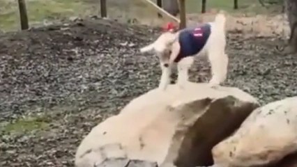 Cette petite chèvre étrenne son nouveau pull en sautant de joie