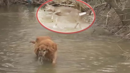 Cette biche danse comme une petite folle dans l'eau