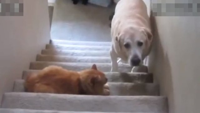 Ces chats sont déterminés à ne laisser passer aucun chien