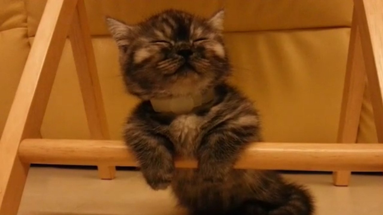 Ce petit chat tente de rester éveillé malgré un gros coup de fatigue. Il va vous faire craquer !