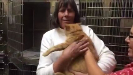 Un chat retrouve sa famille 8 ans après sa disparition