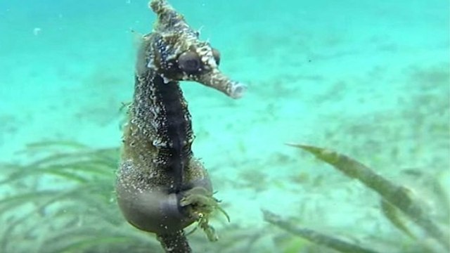 Un papa hippocampe donne naissance à une dizaine de bébés