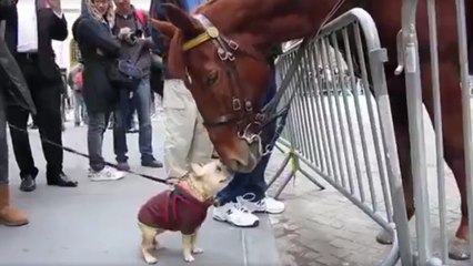 Ce chien et ce cheval ont un coup de foudre