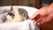 Un bébé koala joue dans son panier après sa naissance