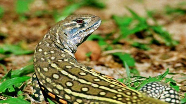 ANIMALES MÁS RAROS Del Mundo