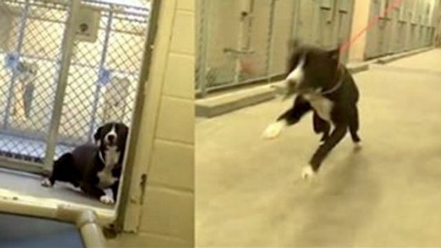 Ce chien explose de joie le jour de son adoption