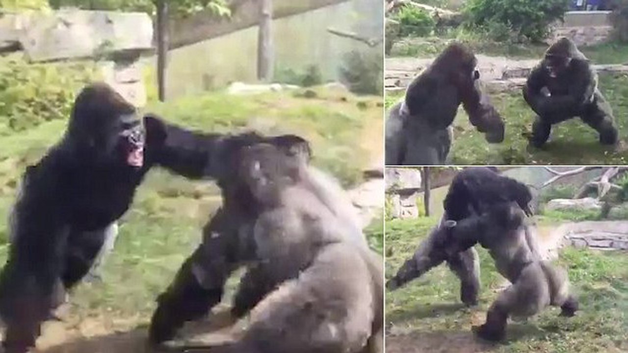 Deux gorilles se battent au zoo de Omaha à coups de poings