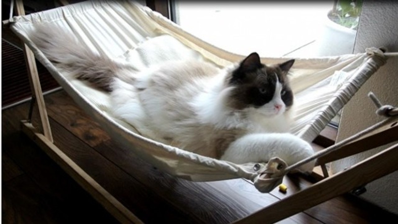 Ce chat a décidé de dormir sur un hamac, mais ça demande beaucoup entrainement