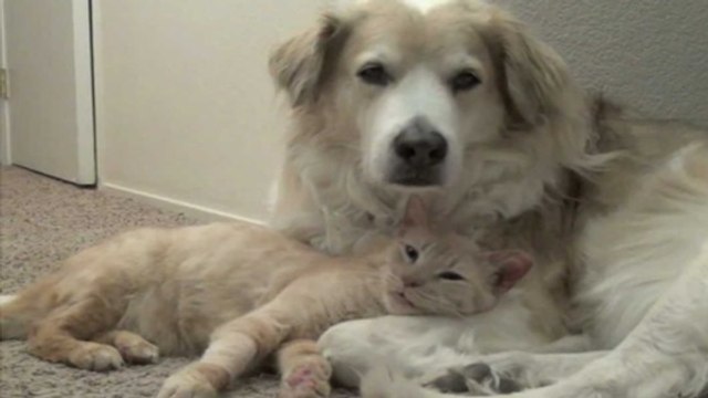 Ce chien vient réconforter ce chat après son opération