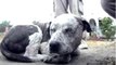 Hope for Paws : la vidéo bouleversante qui dévoile la vérité sur l'abandon des chiens