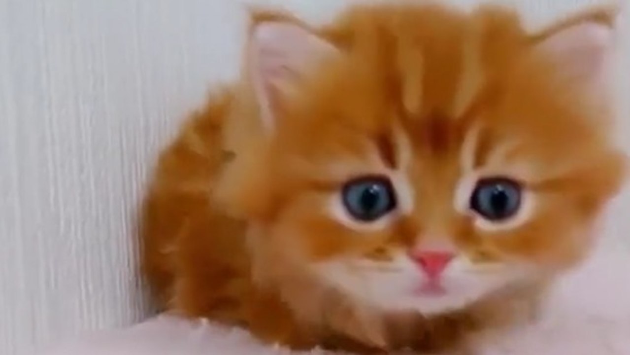 Cet adorable chaton roux fait ses premiers pas dans la maison