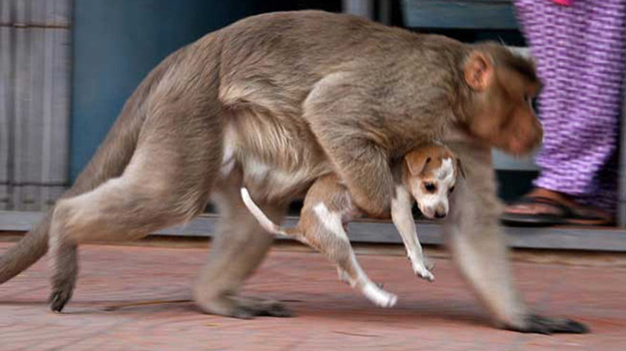 Inde : un singe trouve un chiot dans la rue et le protège contre tout
