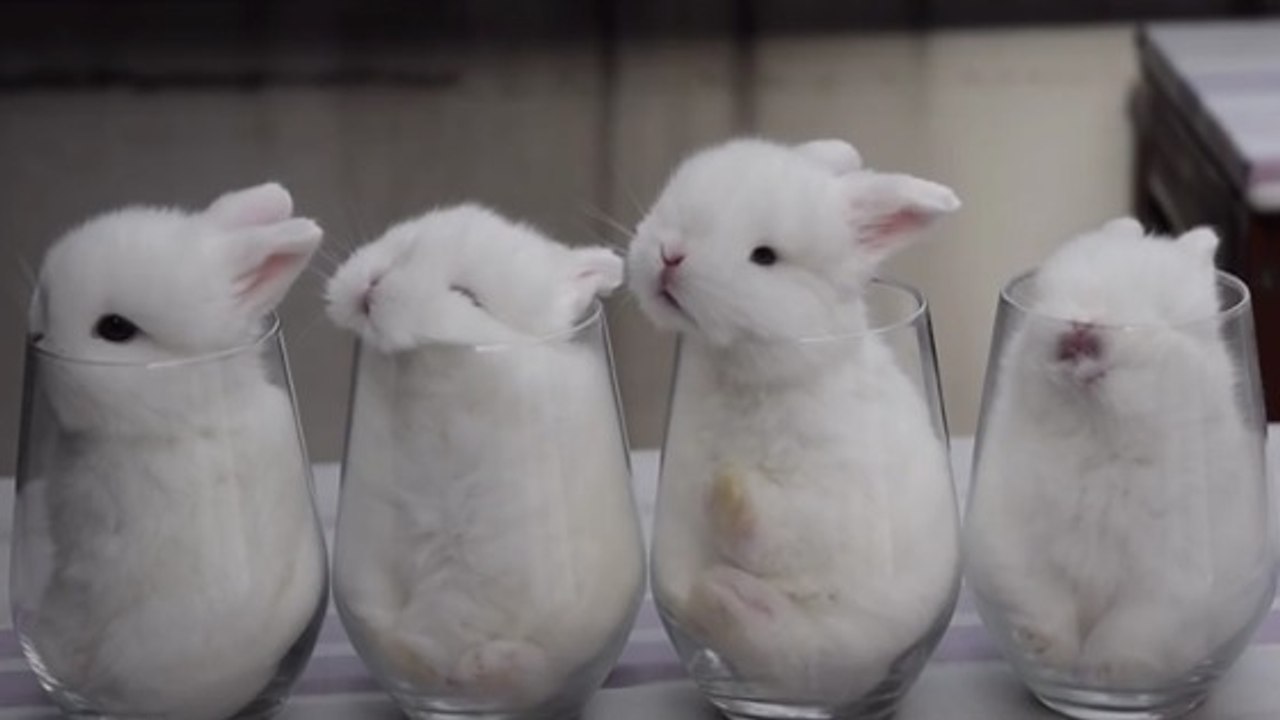 Ces petits lapins se sont trouvés un petit nid douillet dans des verres
