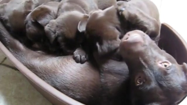 Ces bébés labradors tètent leur maman d'une façon adorable