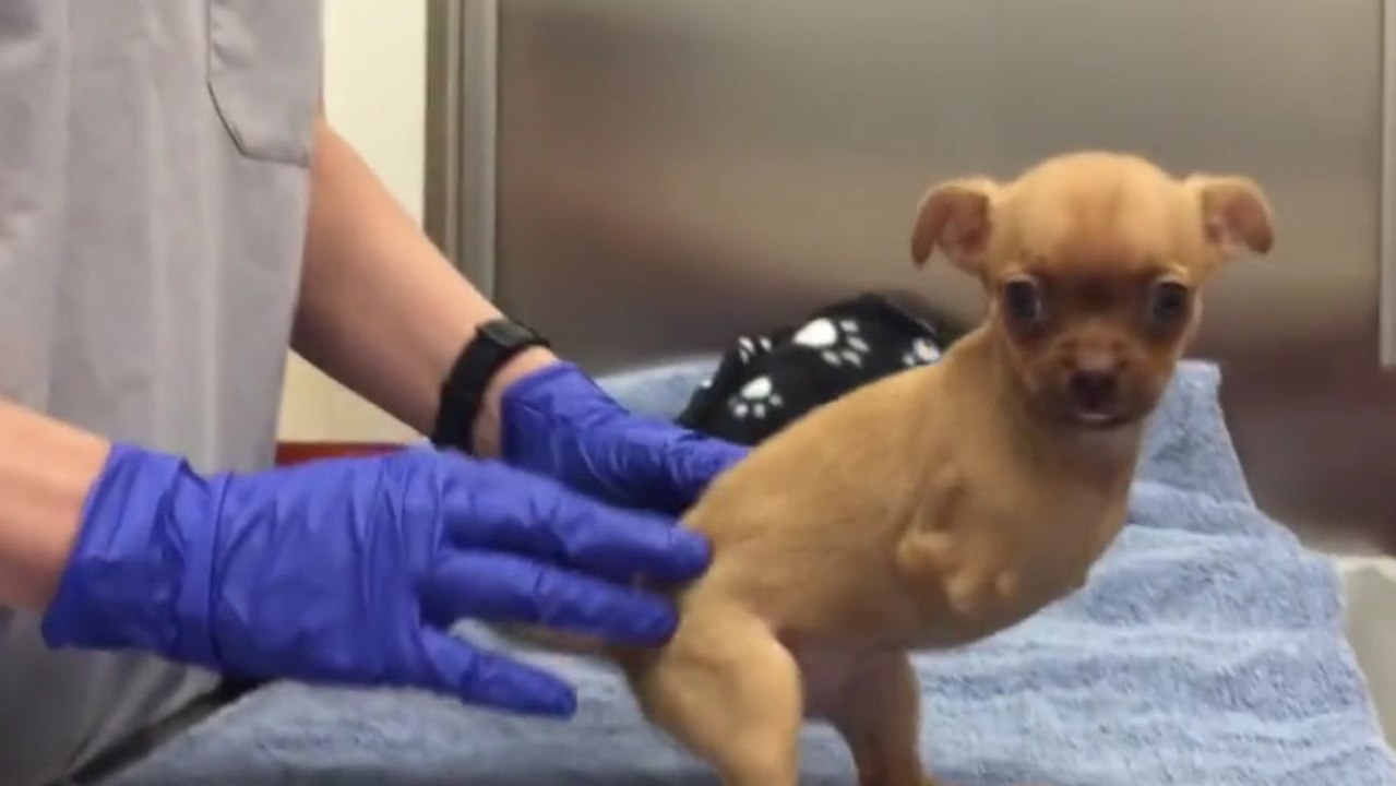 Né sans pattes avant, ce petit chien fait ses premiers pas sur des roulettes