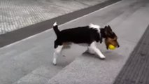 Ce chien intelligent joue tout seul à rapporter la balle