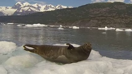 Ce phoque sursaute pendant sa sieste en voyant un bateau juste à côté de lui