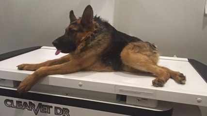 Quasimodo : ce chien déformé qui a fait preuve d'un courage exceptionnel