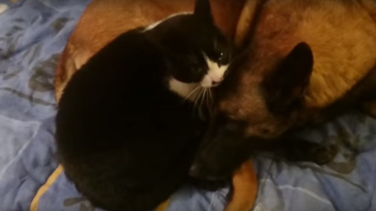 Ce chat comble un grand chien malinois de petites attentions
