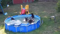 Une famille d'ours s'est invitée à prendre le bain dans la piscine d'un jardin