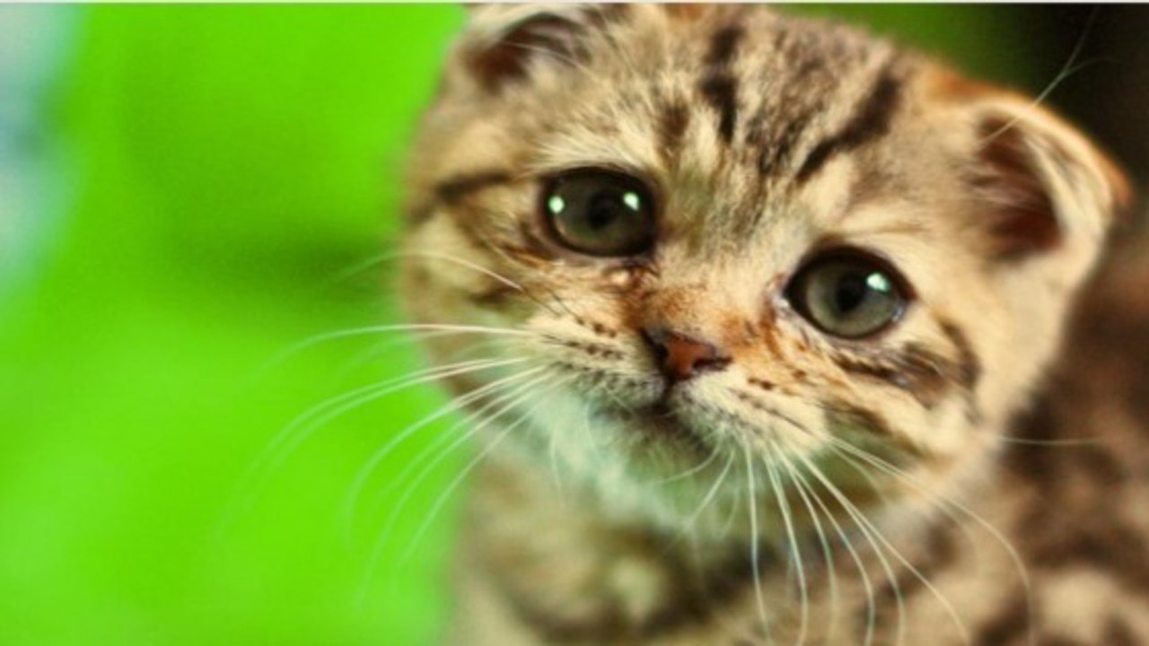 Comment déceler immédiatement des signes de douleur chez votre chat ?