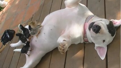 Ces oiseaux font la sieste sur le ventre d'un chien ravi