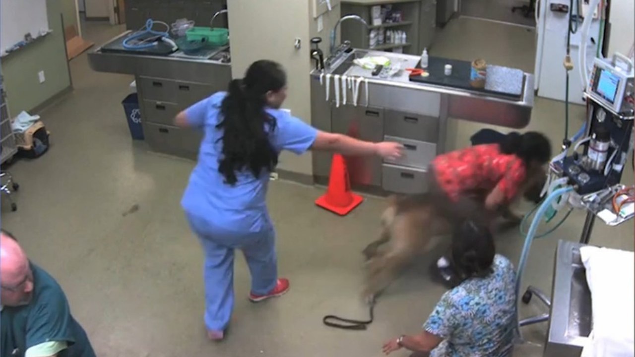 Effrayé par l'aiguille, ce chien s'évade du laboratoire avec une vétérinaire sur le dos