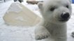 Un ours polaire voit la neige pour la première fois