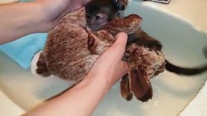 Cet adorable singe prend son tout premier bain