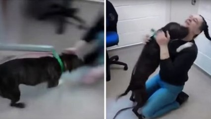 Disparu, ce chien a la plus belle réaction lorsqu'il retrouve sa maîtresse