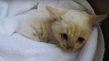 Une famille trouve un chaton gelé dans la neige, et la suite est un miracle