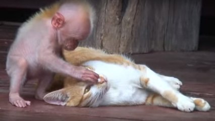 Un singe prend un chat dans ses bras et lui fait un bisous