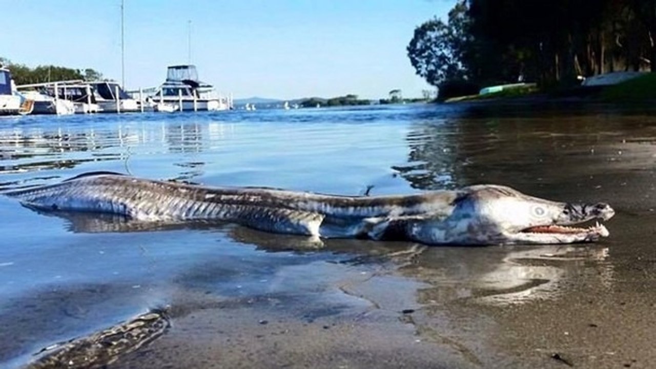 Quelle est cette créature marine très étrange ?
