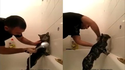 Ce petit chat qui prend douche va vous étonner