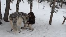 Ce loup a senti que cette femme n'avait pas peur, et ce qui se passe entre eux est magnifique