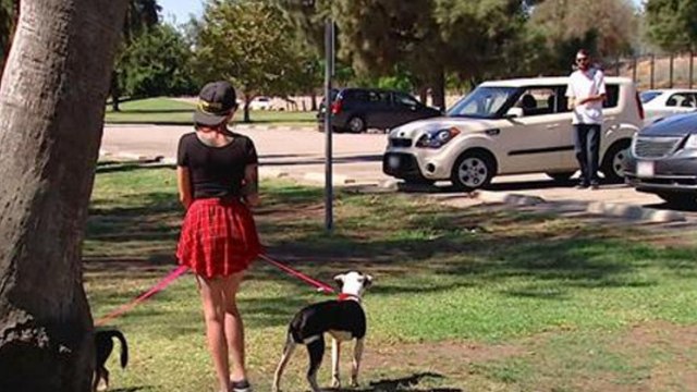 Ce vétéran n'a pas vu ses chiens pendant 2 mois. Leurs retrouvailles sont bouleversantes