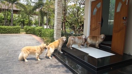 Ces chiens font la queue devant la porte d'entrée pour une incroyable raison