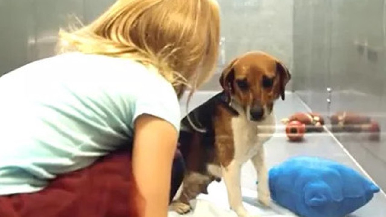 Si vous n'aviez jamais pensé à adopter un chien, cette vidéo risque fort de vous faire changer d'avis