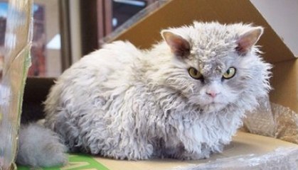 Après Grumpy Cat, le chat Albert est le nouveau grincheux star du web