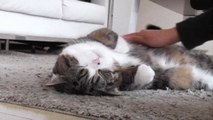 Quand vous caressez votre chat à cet endroit là... c'est l'extase !